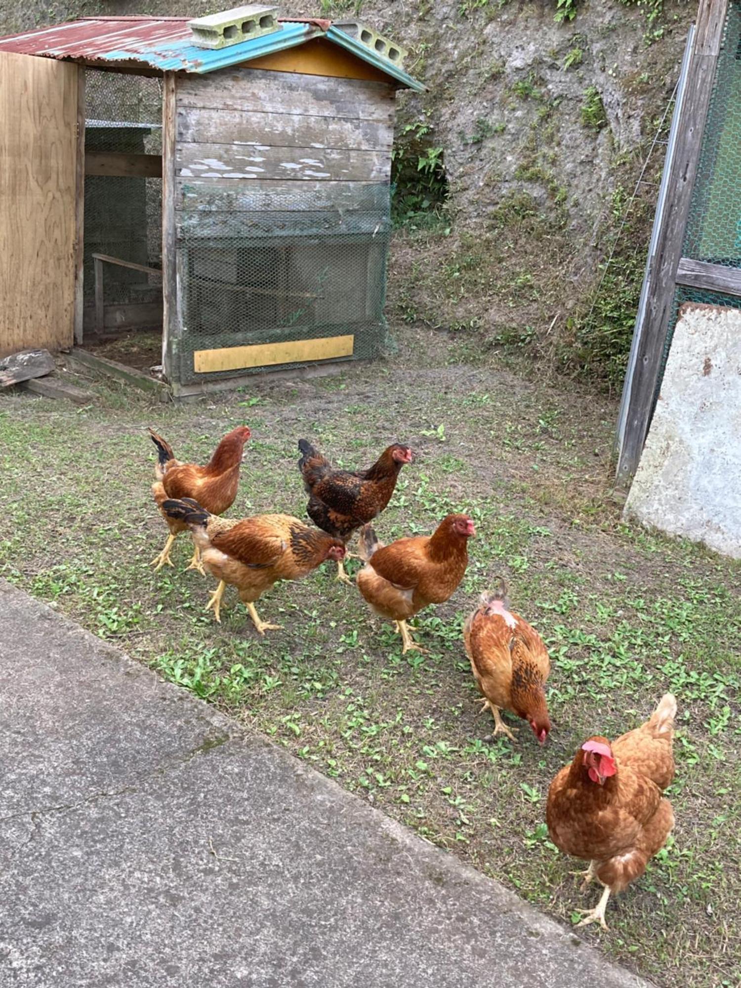 Apartament 体験型農家民泊「お陽さまと風」 Bungoono Zewnętrze zdjęcie